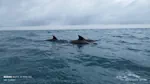 dolfintours