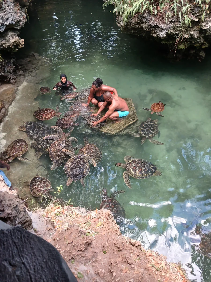 turtles